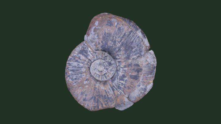 パキディスカス アワジエンシス　Pachydiscus awajiensis 3D Model